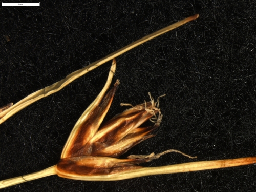 Carex vallis-pulchrae subsp. barrosiana