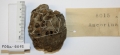 Ancorina sigmophora holotype MCZ PORa-6015