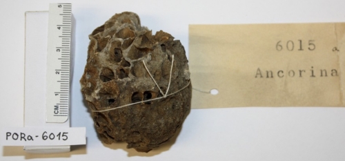 Ancorina sigmophora holotype MCZ PORa-6015