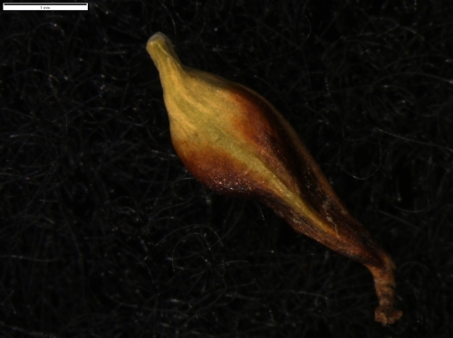 Carex vallis-pulchrae subsp. vallis-pulchrae