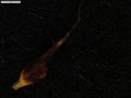 Carex vallis-pulchrae subsp. vallis-pulchrae