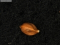 Carex vallis-pulchrae subsp. vallis-pulchrae