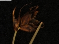 Carex vallis-pulchrae subsp. vallis-pulchrae