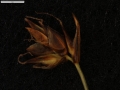 Carex vallis-pulchrae subsp. vallis-pulchrae