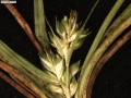 Carex via-montana