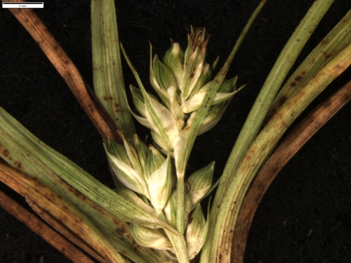 Carex via-montana