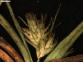 Carex via-montana