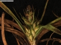 Carex via-montana
