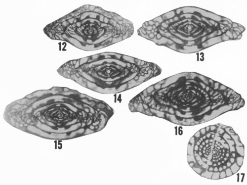 Fusulinella dosensis Ross &amp; Sabins, 1965