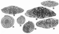 Fusulinella oakensis Ross & Sabins, 1965