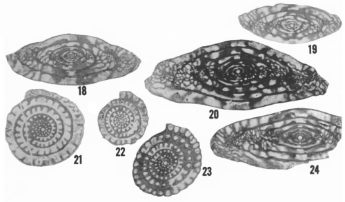 Fusulinella oakensis Ross &amp; Sabins, 1965