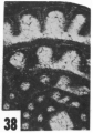 Fusulinella oakensis Ross & Sabins, 1965