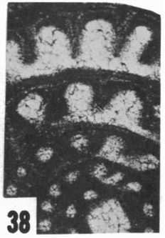 Fusulinella oakensis Ross &amp; Sabins, 1965