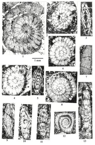 Ranikothalia polatliensis Sirel, 2013
