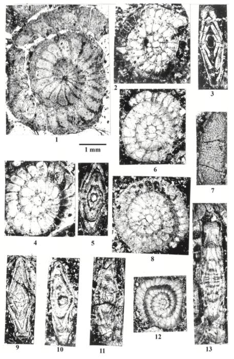 Ranikothalia polatliensis Sirel, 2013