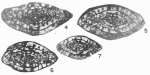 Fusulina clarkensis Cassity & Langenheim, 1966