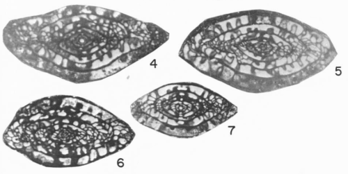 Fusulina clarkensis Cassity &amp; Langenheim, 1966