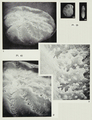Elphidium gourinardi Margerel, 1968