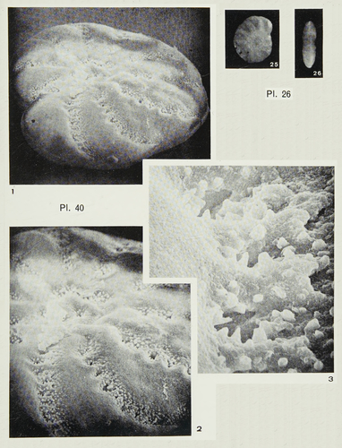 Elphidium gourinardi Margerel, 1968