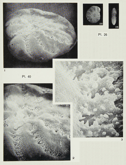 Elphidium gourinardi Margerel, 1968