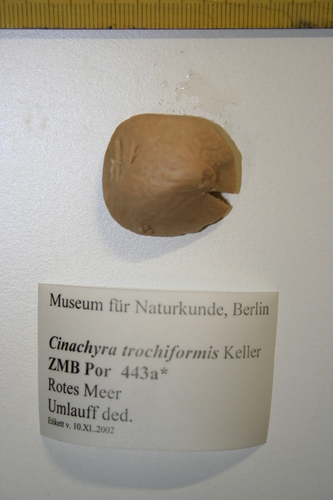 Cinachyra trochiformis Keller, 1891