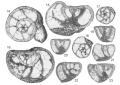 

Cincoriola ovoidea (Haque, 1958); sample 6, Lafarge Quarry, Aquitaine, France; Paleocene
(SBZ 3). (14, 17–18) Sections perpendicular to coiling axis, microspheric specimen (14) and probably megalospheric forms (17–18). (15–16) Microspheric specimens, axial sections. (19–21, 23) Adaxials sections. (22) Megalospheric specimen, axial centered section. (From Hottinger, 2014)