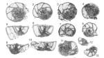 Cincoriola patalensis (Haque, 1956)