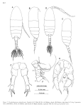 nihonkaiensis Soh etal 2001