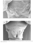 nihonkaiensis F genital Soh etal 2001