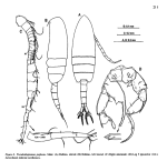 poplesia M Soh etal 2001