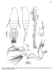 poplesia F Soh etal 2001
