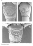 poplesia inopinus F genital Soh etal 2001