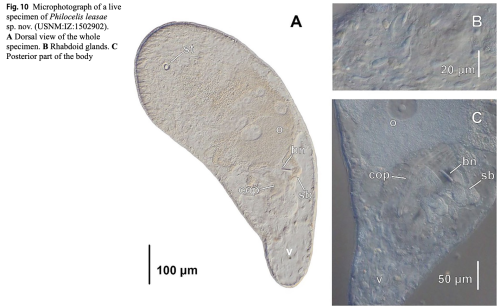 Philocelis leasae