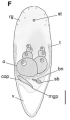 Philocelis leasae