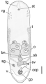 Philocelis dunensis