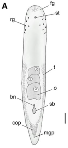 Philocelis brunopunctata