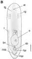 Philactinoposthia centrofusca