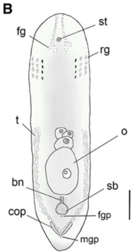 Philactinoposthia centrofusca
