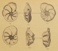 Queraltina epistominoides Marie, 1950