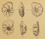 Queraltina epistominoides Marie, 1950