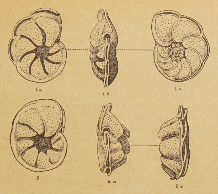 Queraltina epistominoides Marie, 1950