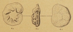 Queraltina colomi Marie, 1950