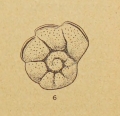 Queraltina crenata Marie, 1950