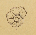 Queraltina crenata Marie, 1950