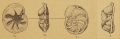 Queraltina hispanica Marie, 1950