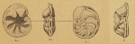Queraltina hispanica Marie, 1950