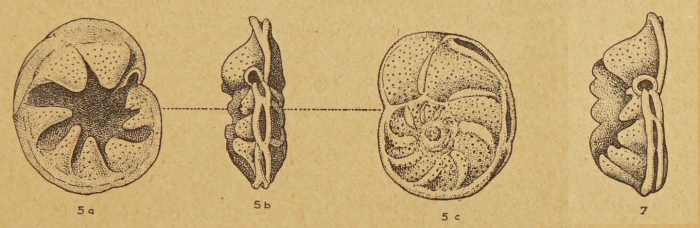 Queraltina hispanica Marie, 1950