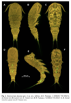 Tatarocyclops dayanae