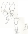 Pseudodiaptomus richardi M Wright 1936