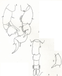 Pseudodiaptomus richardi M Wright 1936